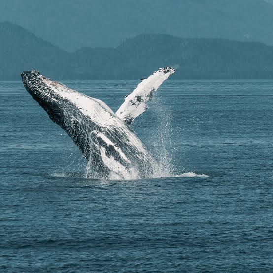 Ballena jorobada